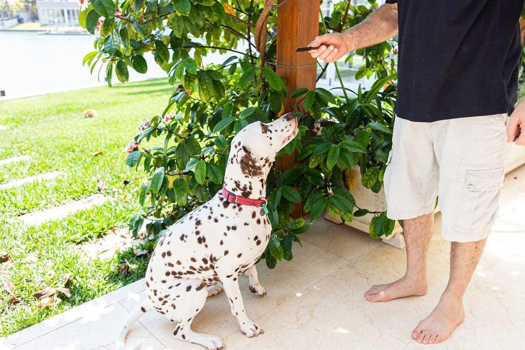 Certified Organic Dog Treats